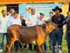 Produtores de MS recebem gado com genética melhorada durante evento em Campo Grande pelo programa Proleite.