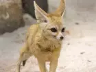 Feneco, conhecido como 'raposinha do deserto', é uma das novas atrações do Zoológico de São Paulo, único da América do Sul a abrigar a espécie