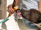 Veterinários alertam que cães e gatos são mais vulneráveis ao calor extremo e podem sofrer hipertermia.
