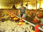 Aviários em Sidrolândia, maior polo de produção de frangos de MS, impulsionados pelo programa Frango Vida.