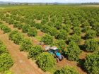 Plantação de laranja em Mato Grosso do Sul
