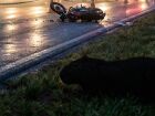 Capivara foi arremessada para canteiro da pista após colisão com motocicleta, que resultou na morte de uma mulher na BR262, em Campo Grande.