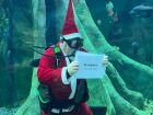 Papai Noel Mergulhador será atração especial de Natal no Bioparque Pantanal nos dias 23 e 24 de dezembro.