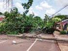 Ventos de até 100km/h atingiram principalmente a região noroeste de Dourados, provocando queda de árvores e um poste 