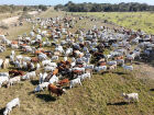 Rebanho pantaneiro dentro do Programa Carne Sustentável/MS: mais de 205 mil animais abatidos sob protocolo orgânico e sustentável em 2025.