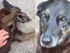 O cachorro Orelha em dois momentos
