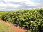Mato Grosso do Sul amplia área de pomares e atrai grandes grupos para a citricultura.