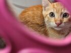 Gatos resgatados pela Amicats aguardam por um novo lar durante feira de adoção em Campo Grande