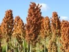 Área de sorgo cresceu mais de 7.700% em cinco safras e ganhou espaço definitivo no planejamento agrícola em MS.