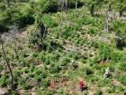 Operação da Senad erradicou quatro hectares de maconha no norte do Paraguai, próximo à fronteira com o Brasil