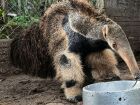 Tamanduá-bandeira se alimenta em centro de reabilitação, símbolo dos esforços de preservação da fauna no Pantanal.