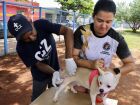 Equipe da GCZ realiza vacinação antirrábica em cão durante visita no bairro da região do Anhanduizinho.