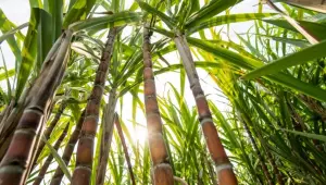 Plantação de cana de açucar