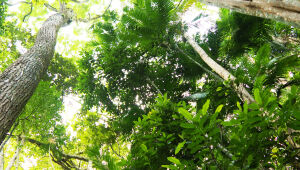 Mata Atlântica