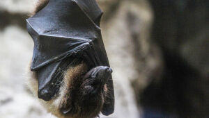 Segundo caso de raiva em morcego é confirmado em Campo Grande; Sesau orienta população sobre cuidados.