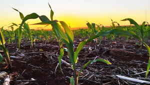 Colheita da soja alcança 28,7% em MS, mas estresse hídrico preocupa. Plantio do milho avança para 24,2%, com expectativa de produção maior.