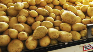 A batata liderou a alta dos alimentos em Campo Grande, com aumento de 14,18%, elevando o custo da cesta básica para R$ 773,95.