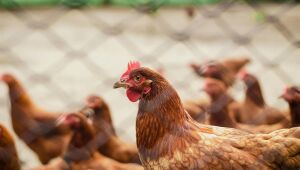 A gripe aviária é uma doença infecciosa que pode afetar aves e, mais raramente, humanos.