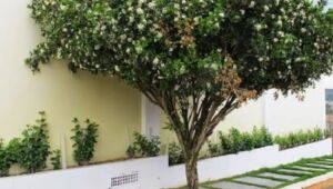 Espécie exótica, a murta é hospedeira do inseto transmissor do greening, a mais grave praga da citricultura