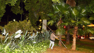 Figueiras tratadas com óleo de neem compõem o paisagismo das principais avenidas de Campo Grande