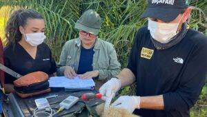 CRAS e Imasul soltam animais reabilitados no Pantanal, com monitoramento inédito e parceria do projeto Onçafari.