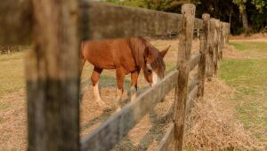Ministério da Agricultura registrou a morte de 222 cavalos em cinco Estados 