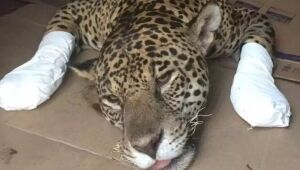 Estudo mostra que onças do Pantanal cresceram e mudaram a alimentação após incêndios e seca.