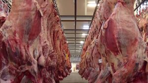 Carcaças de carne bovina penduradas em frigorífico em Mato Grosso do Sul, onde produção para exportação aos Estados Unidos foi suspensa após anúncio de tarifa de 50%.