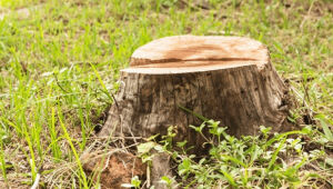 Áreas desmatadas em propriedades rurais de Bela Vista e Caracol estão sob investigação do MPMS por danos ambientais