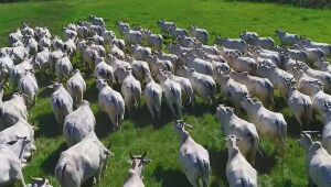 A agropecuária é responsável por três quartos das emissões de metano no Brasil, principalmente devido à fermentação entérica do gado.