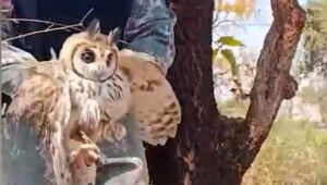 Policial da PMA segura coruja-orelhuda resgatada no Jardim Noroeste, em Campo Grande, antes de encaminhá-la ao Centro de Reabilitação de Animais Silvestres (CRAS).