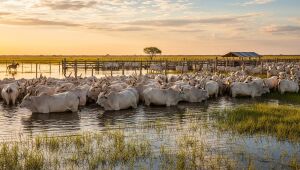 Rebanho bovino em área alagada do Pantanal, em Corumbá. Com 2,2 milhões de cabeças, o município mantém o segundo maior rebanho do Brasil em 2024.