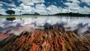 Vegetação submersa aflora nas águas do Parque Estadual Alagados do Taquari, no Pantanal sul-mato-grossense  área que será protegida por projeto de R$ 120 milhões voltado à conservação ambiental e à criação de corredores ecológicos.