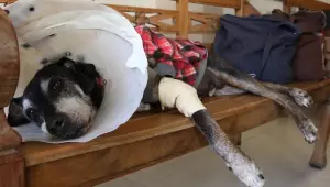 Câmara aprova criminalização do exercício ilegal da medicina veterinária.