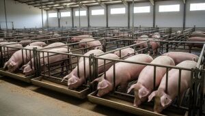 Suínos em granja de Mato Grosso do Sul: estado bate recorde com 1,85 milhão de cabeças em 2024 e se consolida como o 6º maior rebanho do país.