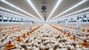 Granja moderna de frangos em Sidrolândia, Mato Grosso do Sul. Município lidera a produção avícola no estado e entra no top 25 do Brasil.