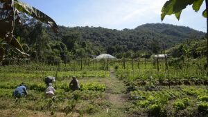 Lula anuncia R$ 12 bilhões para renegociação de dívidas rurais e alívio a agricultores.
