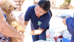 Secretaria Municipal de Saúde reforça a importância da imunização de cães e gatos a partir dos 90 dias de vida; aplicação ocorre de segunda a sexta-feira, das 8h às 10h e das 14h às 16h, em pontos fixos distribuídos pelos bairros, com extensão para Vista 