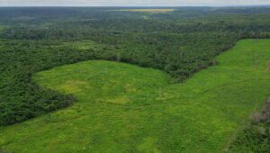 BNDES financiará R$ 250 milhões para projeto de restauração ecológica da Suzano em seis estados brasileiros.