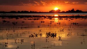 Mato Grosso do Sul comemora 48 anos de emancipação Do Pantanal ao agronegócio, um estado que pulsa história, natureza e futuro