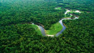 Florestas tropicais, como a Amazônia, estão no centro das discussões climáticas da COP30, que será sediada em Belém.