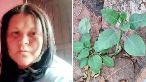 Planta tóxica Nicotiana glauca foi confundida com couve e servida em salada durante almoço no interior de Minas