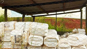 Lavoura em Sonora onde fiscalizações apontaram depósito inadequado de agrotóxicos e descarte irregular de embalagens.