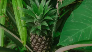 Folhas do abacaxi podem ser aproveitadas em infusões, mas especialistas recomendam cautela; benefícios ainda não foram comprovados em estudos com humanos.