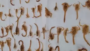 Equipe do CCZ reforça cuidados após encontrar cerca de 100 escorpiões em residência no bairro São Jorge da Lagoa, em Campo Grande