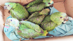 Mato Grosso do Sul participa de operação nacional contra tráfico de animais silvestres, com ações coordenadas em 11 estados.