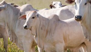 Produtores rurais têm até 1º de dezembro para realizar a Declaração de Rebanho e Atualização Cadastral 2025; processo pode ser feito online ou nas unidades da Iagro.