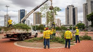 Equipe de trabalhadores faz a retirada de árvores em área urbana de Campo Grande