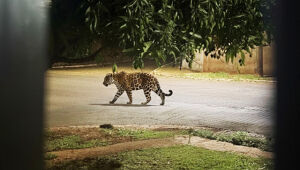 Boatos sobre onça em bairros de Campo Grande viralizam e levantam alerta de segurança