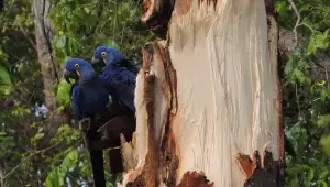 Casal de araras-azuis observa o antigo ninho destruído pelo vento forte no Pantanal. Espécie é monitorada por projetos de conservação na região.